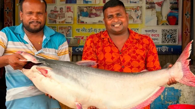 রাজবাড়ীর পদ্মা নদীতে ২০ কেজির পাঙাশ: বিক্রি হলো ৩৩ হাজার টাকায়