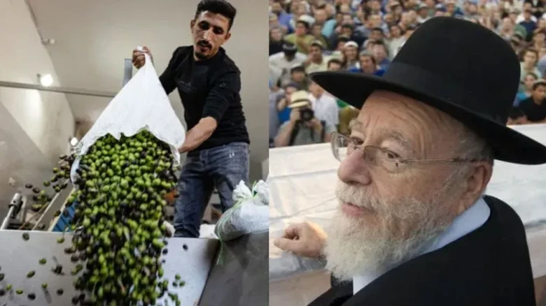 ফিলিস্তিনিদের জলপাই চুরির বৈধতা দিয়ে চরমপন্থি রাব্বির ফতোয়া